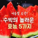 여름철 보약! '수박'의 놀라운 효능 5가지 이미지