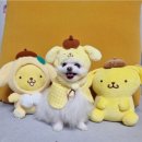 새콤달콩 이미지