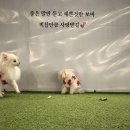 어뮤즈퍼피 | 어뮤즈 퍼피