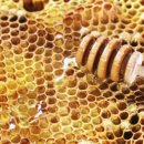 전북인삼협동조합 이미지