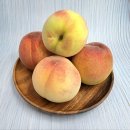 마리아농장 | (1차마감)2025년 백도 말랑이 복숭아 수확 후 농장에서 바로 발송