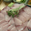 싱싱오징어 네이버블로그