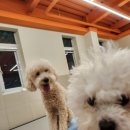 멍글멍글애견호텔미용 이미지