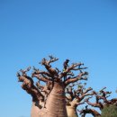 바오밥나무 이미지