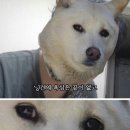 곰비어 네이버블로그
