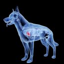 다나을동물병원 이미지