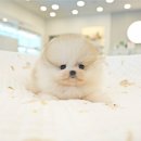 야옹아 멍멍해봐 동탄하나로점 | 포메라니안분양 상위1% 애견샵 가격 크기 확인 후 입양! (feat. 오산 동탄 고덕)