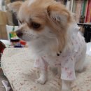 펫 디자인(강아지 옷 만들기) 이미지