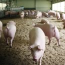 성지농장 이미지