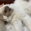 고양이살롱앤카페 이미지