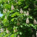 마로니에 이미지