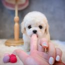 나눔펫 책임분양소 강아지분양 일산점 이미지