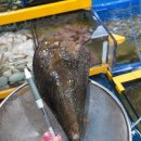 완도수산 이미지