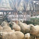 마루목장 | 평창 대관령 양떼목장 아이와 가볼 만한 곳 추천 겨울 여행 후기