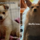 길거리캐스팅한 5주 된 강아지의 3년 후 모습 이미지