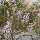 수수꽃다리 이미지