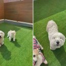 옐레드 애견유치원 & 애견호텔 광명점 이미지