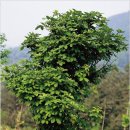 한국의 나무(7) - 섬오갈피나무(Acanthopanax koreanus) 이미지