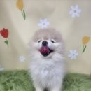 대학애견용품 이미지