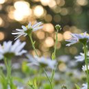자녀다운 삶을.... “진리의 기둥이며, 하느님의 집인 하느님의 교회안에서” 이미지