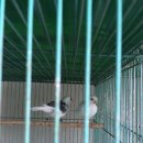 카나리아 이미지