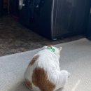 복카츠