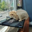 들레목장 이미지