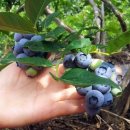 성주농원 이미지