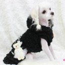 향기펫샵 이미지