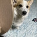 어린애와 늙은애