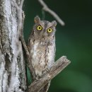 당진시, 천연기념물 조수류 보호 및 구조 활동 활발 이미지