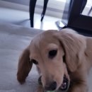 플로리스트(야) 이미지