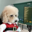 스튜디오독스