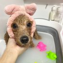 해피펫살롱 이미지