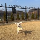 폴앤도기 동남캠퍼스 | 청주애견유치원 도심 속 반려견 힐링 공간, 폴앤도기 동남캠퍼스