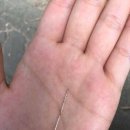 못된강아지 이미지