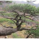 제56차 천안온누리산악회 정기산행(경기 의정부 소요산 587M) 이미지