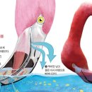 flamingo 이미지