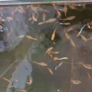 혹시!! 나눔하는거 살아있는 생물도 가능한가요?? 가능이면 열대어 구피 분양할께요. 택배가 어려우니 수원지역 오실수 있는분만요. 이미지