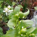 평안보건진료소 이미지