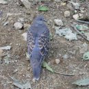 수원-1266 이미지