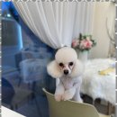 뷰티몽 | 상당구애견미용 우리 댕댕이도 사랑받는 뷰티몽 후기