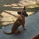 후라이드 하우스(신남점) | 첫 보홀&amp;시키호르 여행: 내가 시키호르에 미치게 된 이유 (4) - 시키호르자유여행/아페콥페리/시키호르...