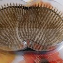 꽃꽃이 고급 이미지