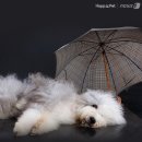 무지개다리 이미지
