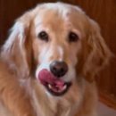 바른반려견센터 이미지