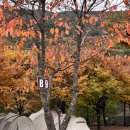 산여울캠핑장 | 밀양 단풍캠핑 🍁 산여울캠핑장 가을에 둘러싸여 즐긴 우중캠핑 (ft. 햇빛엔딩)