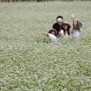 눈처럼 하얀 가을과 천만 송이 백일홍- 평창 축제 이미지