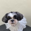 아미고 펫살롱 이미지