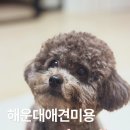 사랑해봉달이(폐업) | 해운대애견미용 잘하는 곳 멍그레 방문후기